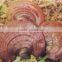 Traditional Chinese Medicine Ganoderma Lucidum Polysaccharide
