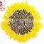 Bulk Hybrid Sunflower Seeds on the Cheap