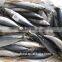 For importers Sea frozen good pacific mackerel for selling