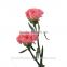 perennial flowering plant carnation cut flower prices to workmates
