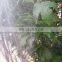 Awning Mosquito Net, anti mosquito netting, mosquito Netting