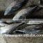 Auxis tapeionsoma bonito with frozen size 750 - 3000g