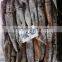 Frozen squid jig for tuna bait, China illex squid, seafrozen argentinus squid
