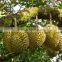 VIETNAM FRESH DURIAN1