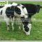 Standard Knotted Filed Fences (Factory direct sales)