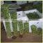 DRACAENA SANDERIANA 10cm-80cm straight lucky bamboo bonsai hot sale in USA market indoor ornamental water aquatic plants