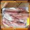 New frozen red squid loligo chinesis