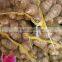Chinese dried taro with taro root plant photos