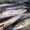 frozen fresh pacific mackerel fish whole 400g up