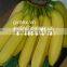nice banana great taste