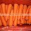 Fresh Carrot Size 80-150g