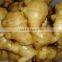 China Spice Vegetable of Fresh Ginger in Hot Sale