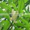 100% pure organic magnolia bark extract 50%-- magnolol & honokiol