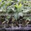 China gold manufacturer latest hydroponic barley grass growing tray