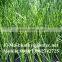 Indoor Soccer Field/soccer and Football Grass/artificial Grass Yarn