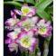 100% natural Dendrobium extract