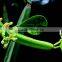 High Quality Cissus quadrangularis Powder For OEM
