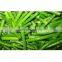Sinocharm New Season BRC A Approved Frozen Garlic Sprout Cuts IQF Spring Garlic Sprout