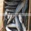 pacific mackerel frozen pacific mackerel fish whole round scomber japonicus