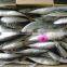 Frozen small size Whole Round Scad
