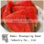 Xingyan NO.7 chinese fruit easily hybride f1 watermelon seeds