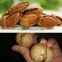 Hazel pine nuts shell removing machine price,macadamia nut tapping machine on sale