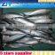 200-300g IQF mackerel from china, high quality makerel fish for sale