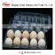 Manufacture directly sale disposable plastic quail eggs tray 30 holes                        
                                                Quality Choice