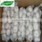 common white garlic 5