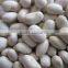 HOT SALE good white beans round