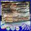 Frozen Illex Squid Whole Round 300-400g for sale