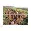 2014 new crop top Chinese ginger seeds for sale