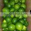 VIETNAM FRESH SEEDLESS LIME