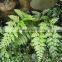 Subtropics Plant Pteris Cretica L. Var. Nervosa for Sale