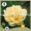 MY TEST Herbaceous Peony Plant Root