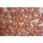 Shandong Peanut Kernels Long shape