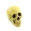 Human Skull Replica Resin Model Medical Realistic 11x7x8.5cm yellow