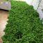 High quality 500G Per Box artificial decorative moss preserved moss for moss wall decoration