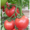 100pcs Tomato seeds for planting good prices hybrid tomato seeds from china