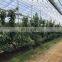 Innovative covers for actinidia and cherry orchards and Grape