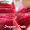 Grade A fresh dragon fruit