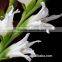 Best Hot Sale fresh cut flowers gladiolus in china From Kunming supplier