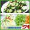 Automatic high hygiene standards fruit cutting machine