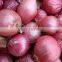 Export Quality Indian Fresh Red White Pink Onion