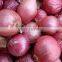 Fresh Red Onion