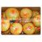 Chinese new fresh honey pomelo