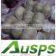 high quality agriculture wholesale china natural garlic offer