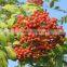 2016 New Crop Dried Rosehip With High Quality