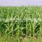 Hybrid F13255 Fodder Maize Seeds