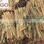 Cinnamon with Competitive price and good price